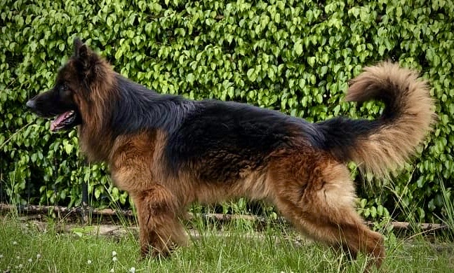 German Shepherd